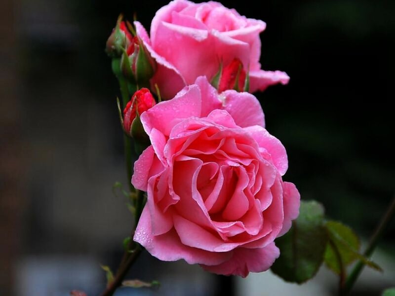Pink Roses with Dew — Serene