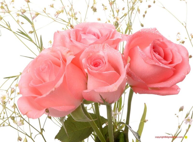Pink Roses with Dew
