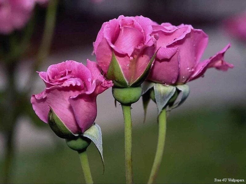 Pink roses with dewdrops