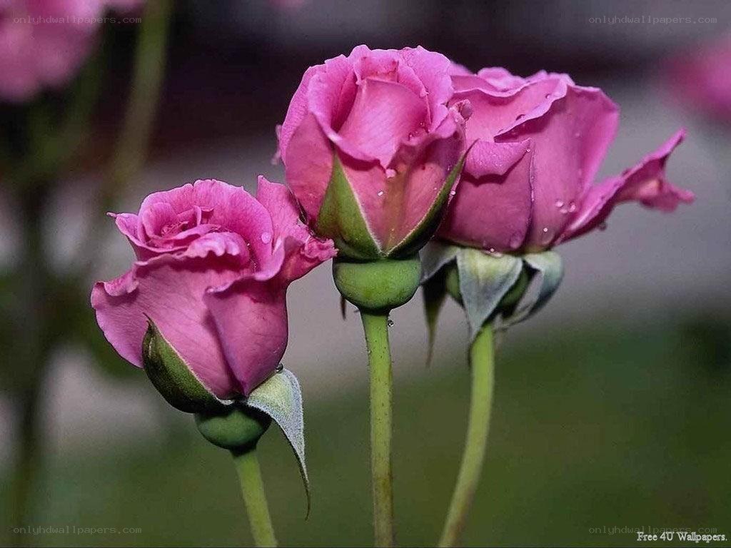 Pink roses with dewdrops