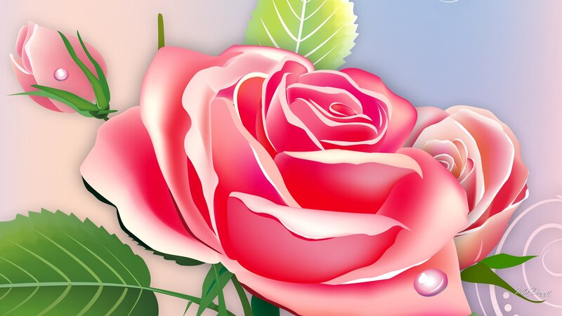 Pink Roses with Dewdrops — Serene