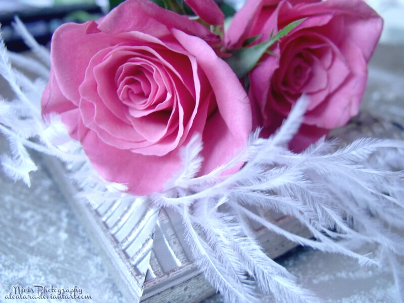 Pink Roses with Feathers