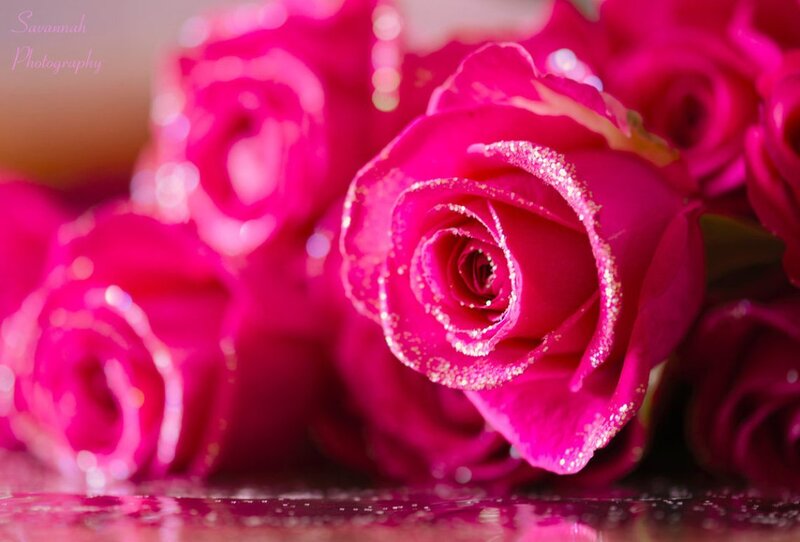 Pink Roses with Glitter — Magenta