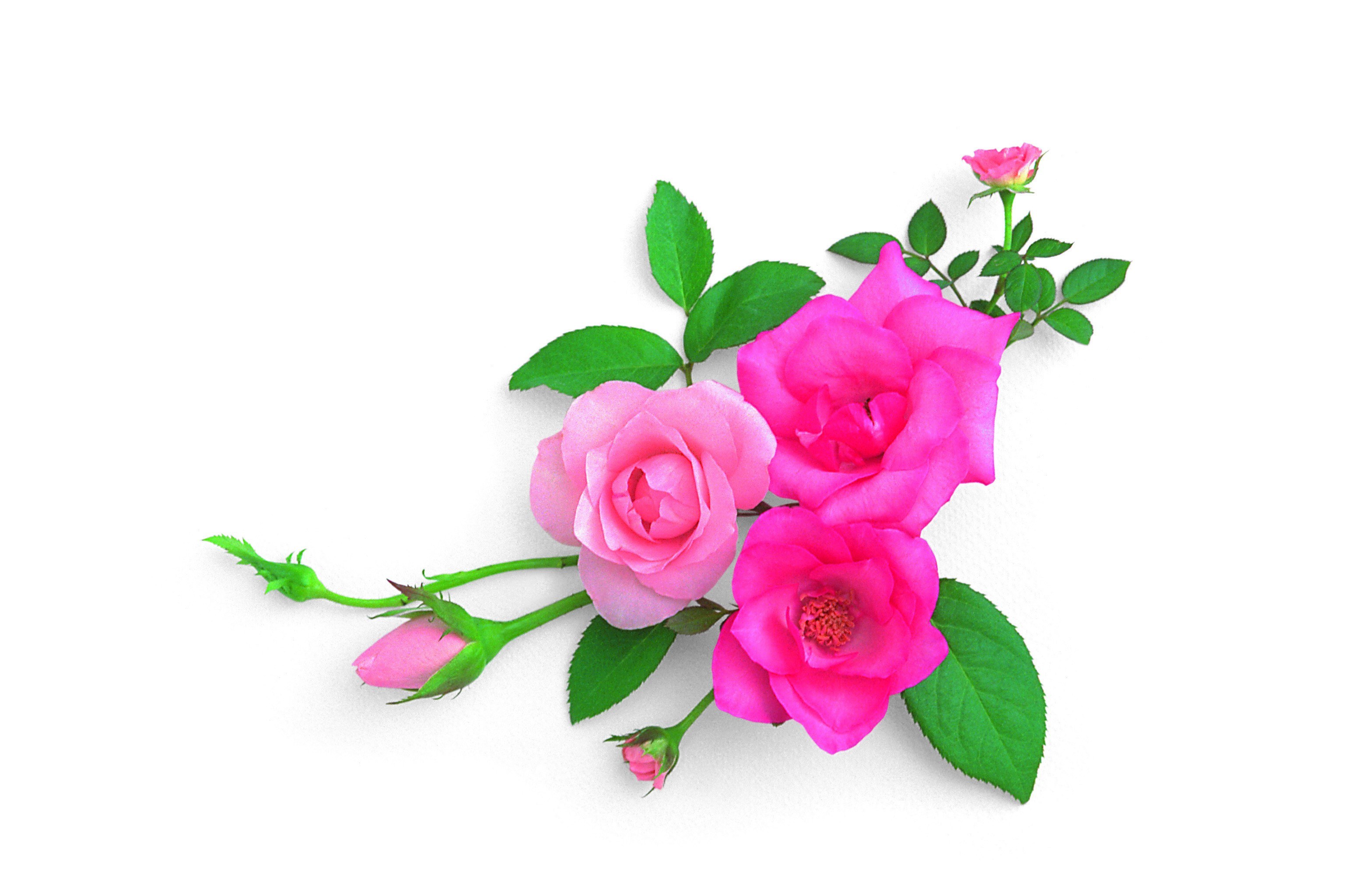 pink roses with green leaves