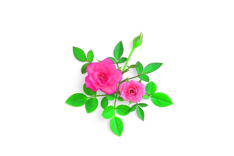pink roses with green leaves