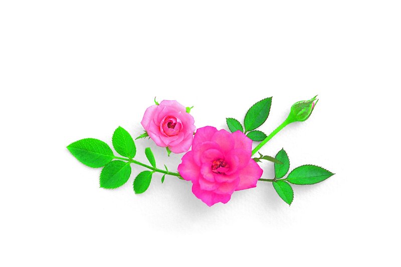 pink roses with green leaves
