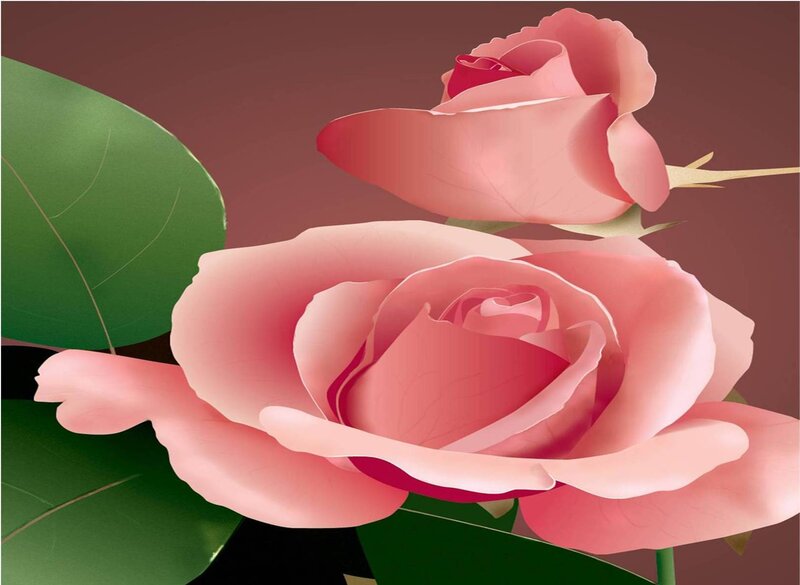 Pink roses with green leaves