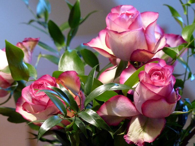 Pink Roses with Green Leaves — Calm, Photograph, Bouquet
