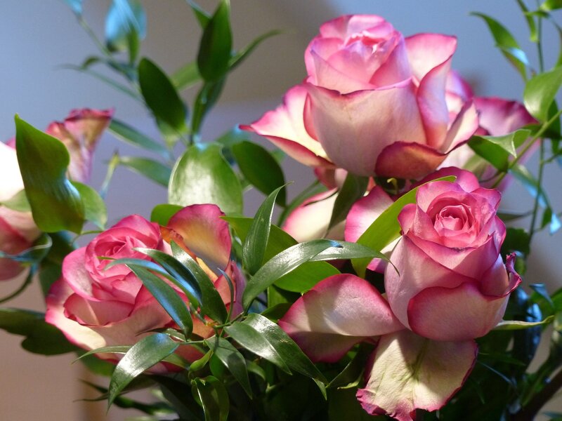 Pink Roses with Green Leaves — Calm, Photograph, Flowers
