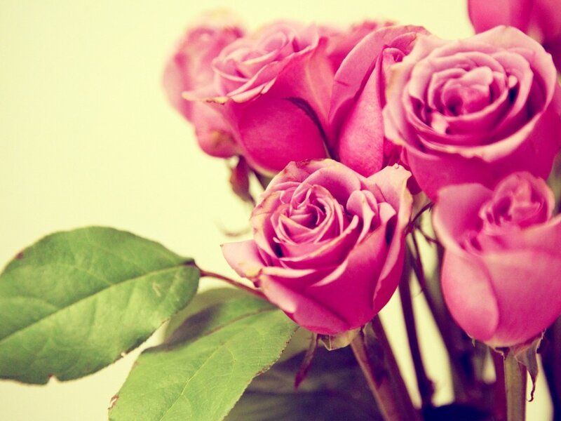 Pink Roses with Green Leaves — Calm