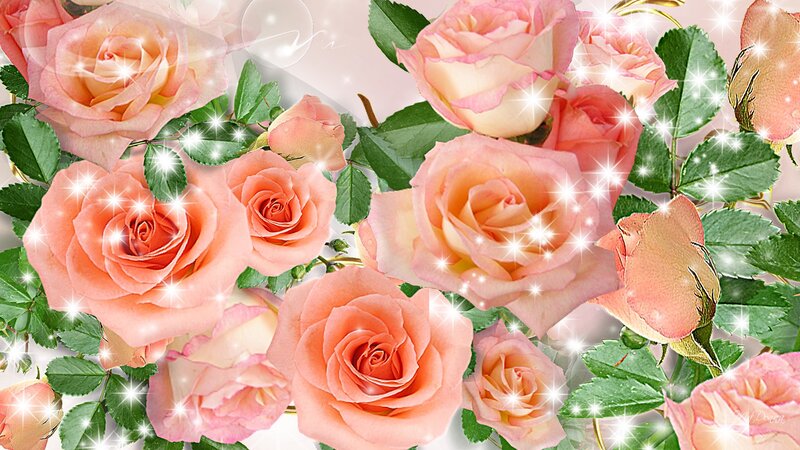Pink Roses with Green Leaves — Romantic