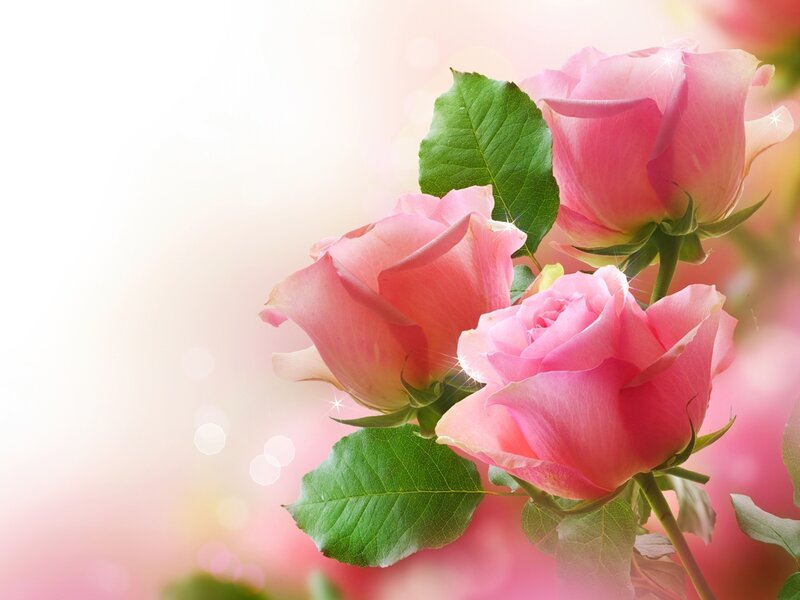 Pink Roses with Green Leaves — Serene, Photograph, Bokeh