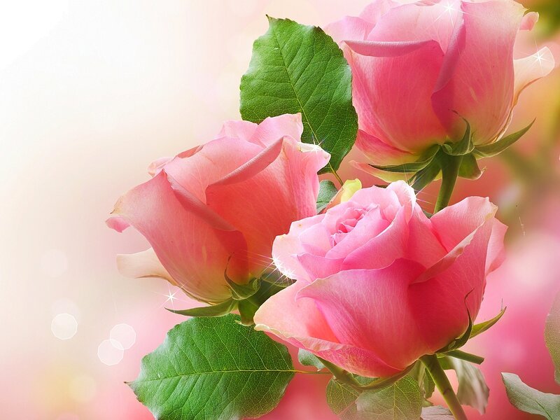 Pink Roses with Green Leaves — Serene, Photograph, Green Leaves