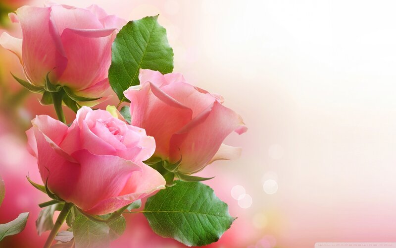 Pink Roses with Green Leaves — Serene, Photograph, Petals