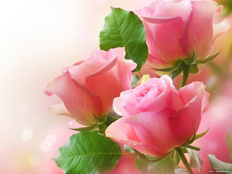 Pink Roses with Green Leaves — Serene, Photograph, Sparkles