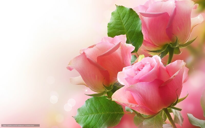Pink roses with green leaves
