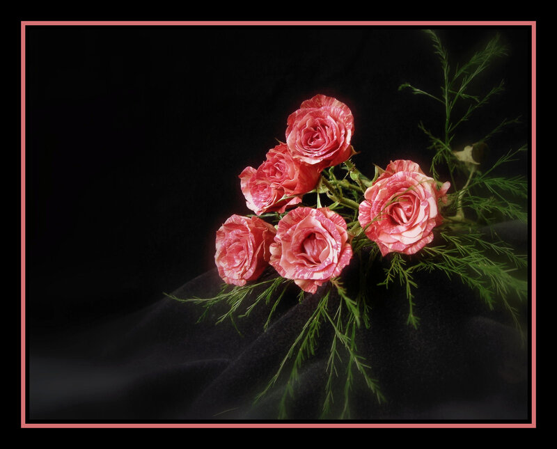 Pink Roses with Greenery — Dramatic
