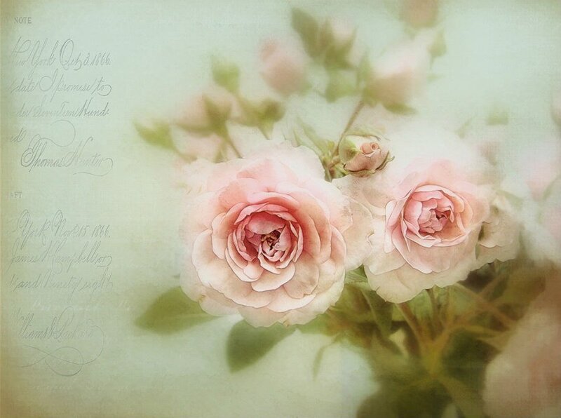 Pink Roses with Handwritten Text