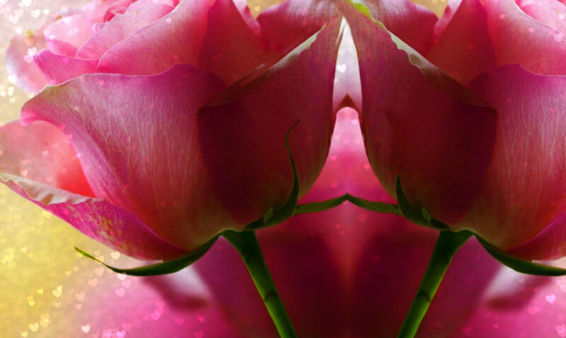 Pink Roses with Heart Bokeh