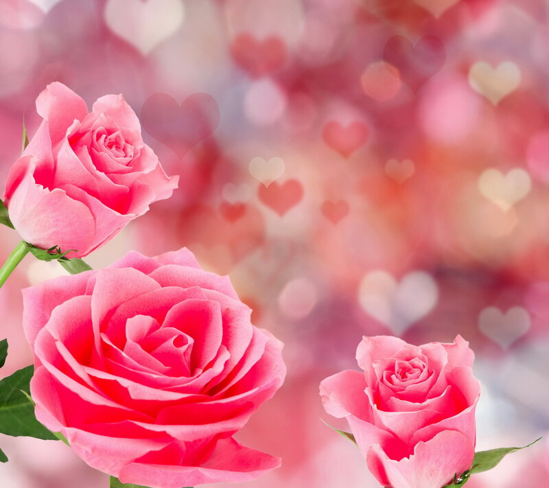 Pink Roses with Hearts — Romantic, Photograph
