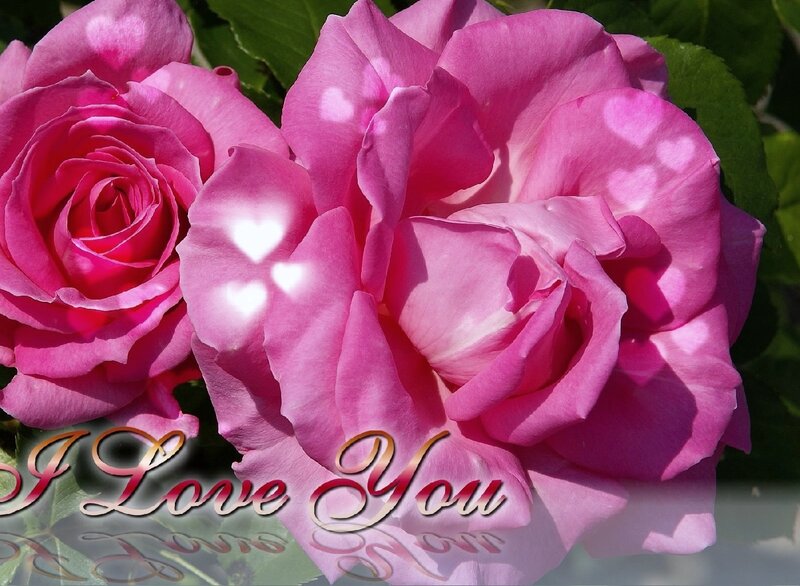 Pink Roses with Hearts — Romantic