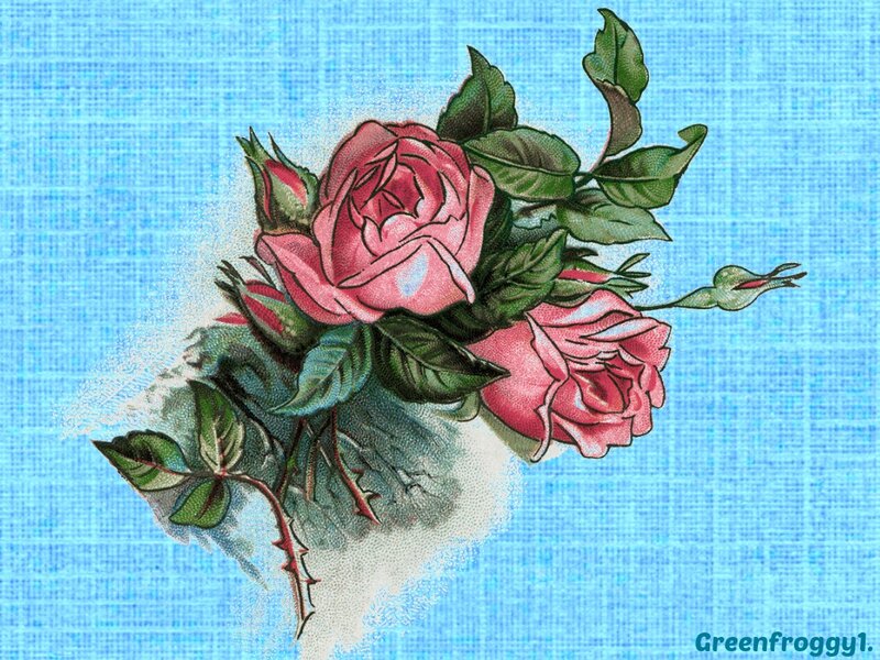 Pink Roses with Leaves — Blue