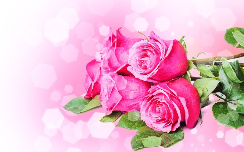 Pink Roses with Leaves — Calm, Photograph