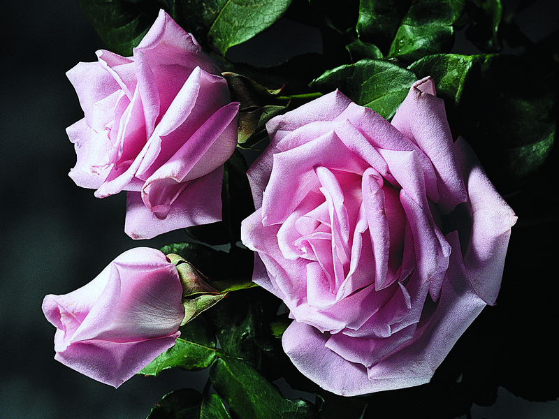 Pink Roses with Leaves — Purple