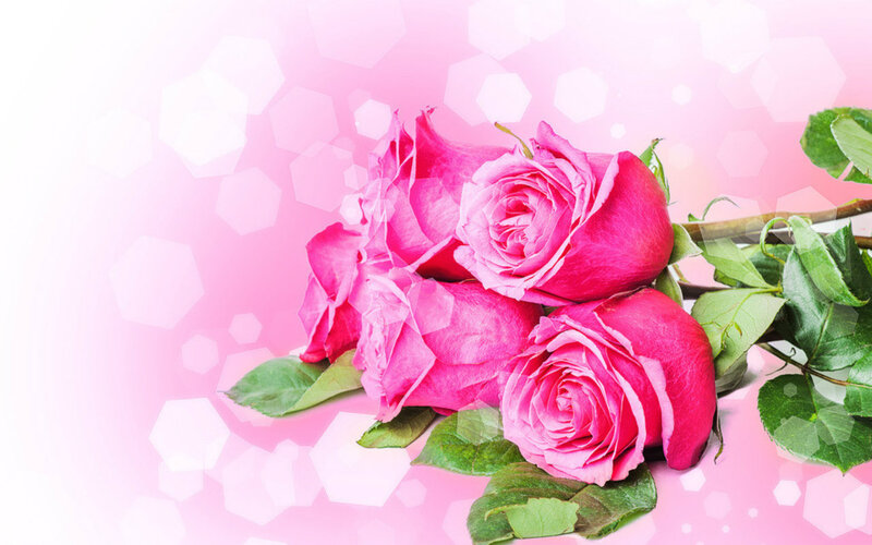 Pink Roses with Leaves — Romantic, Photograph, Background