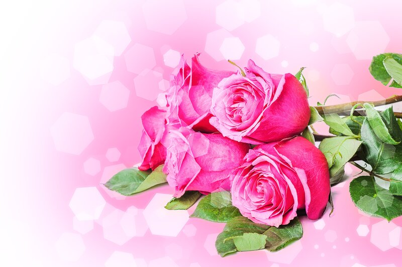 Pink Roses with Leaves — Romantic, Photograph