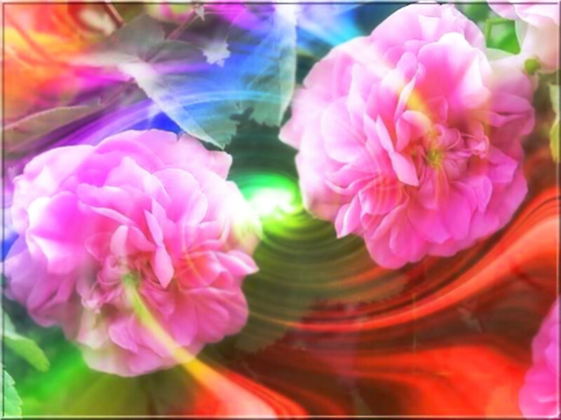 Pink Roses with Light Effects