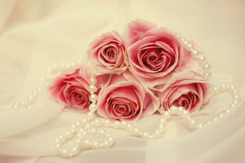 Pink Roses with Pearls — Romantic, Photograph