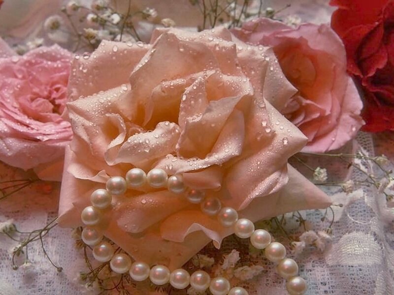 Pink Roses with Pearls — Serene, Photograph