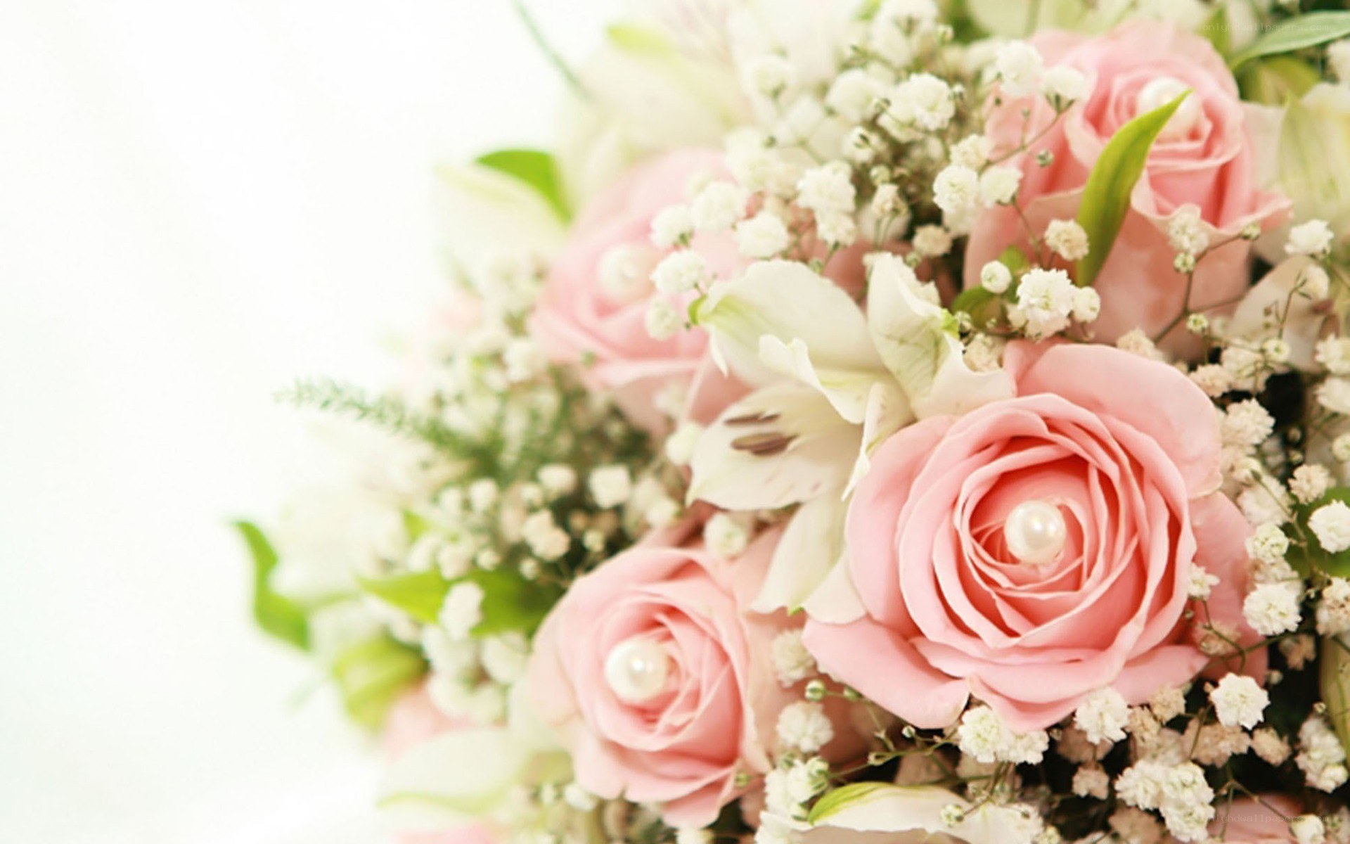 pink roses with pearls
