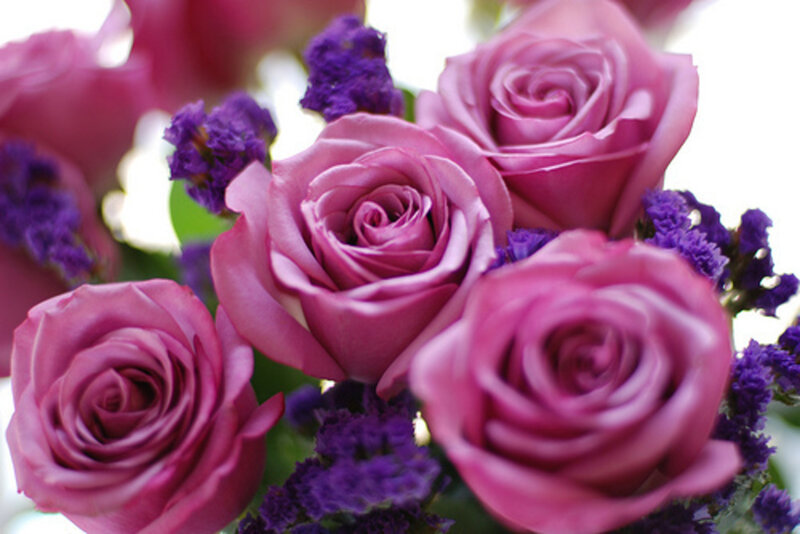 Pink Roses with Purple Flowers — Calm