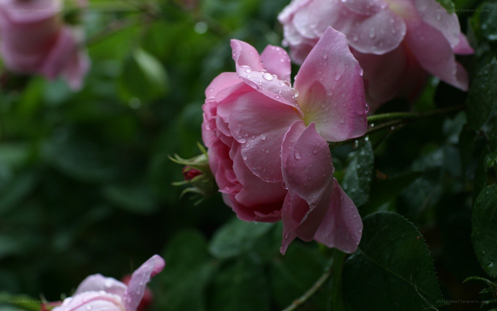 Pink roses with raindrops