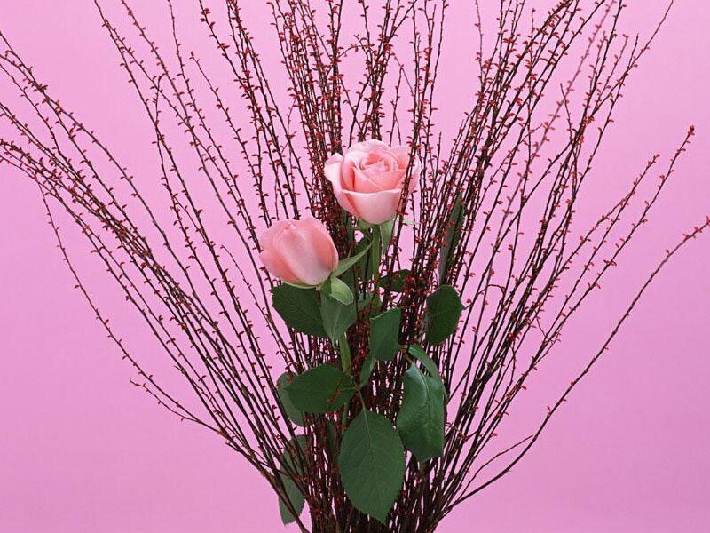 Pink roses with red branches