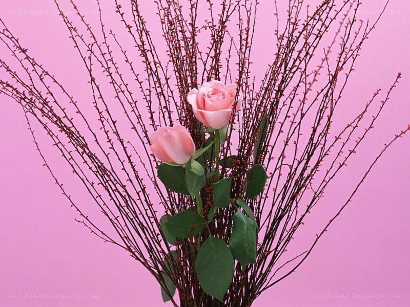 Pink roses with red branches