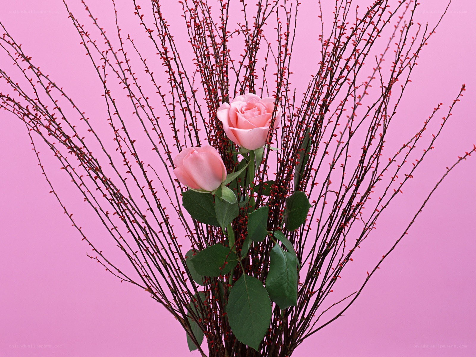 Pink roses with red branches