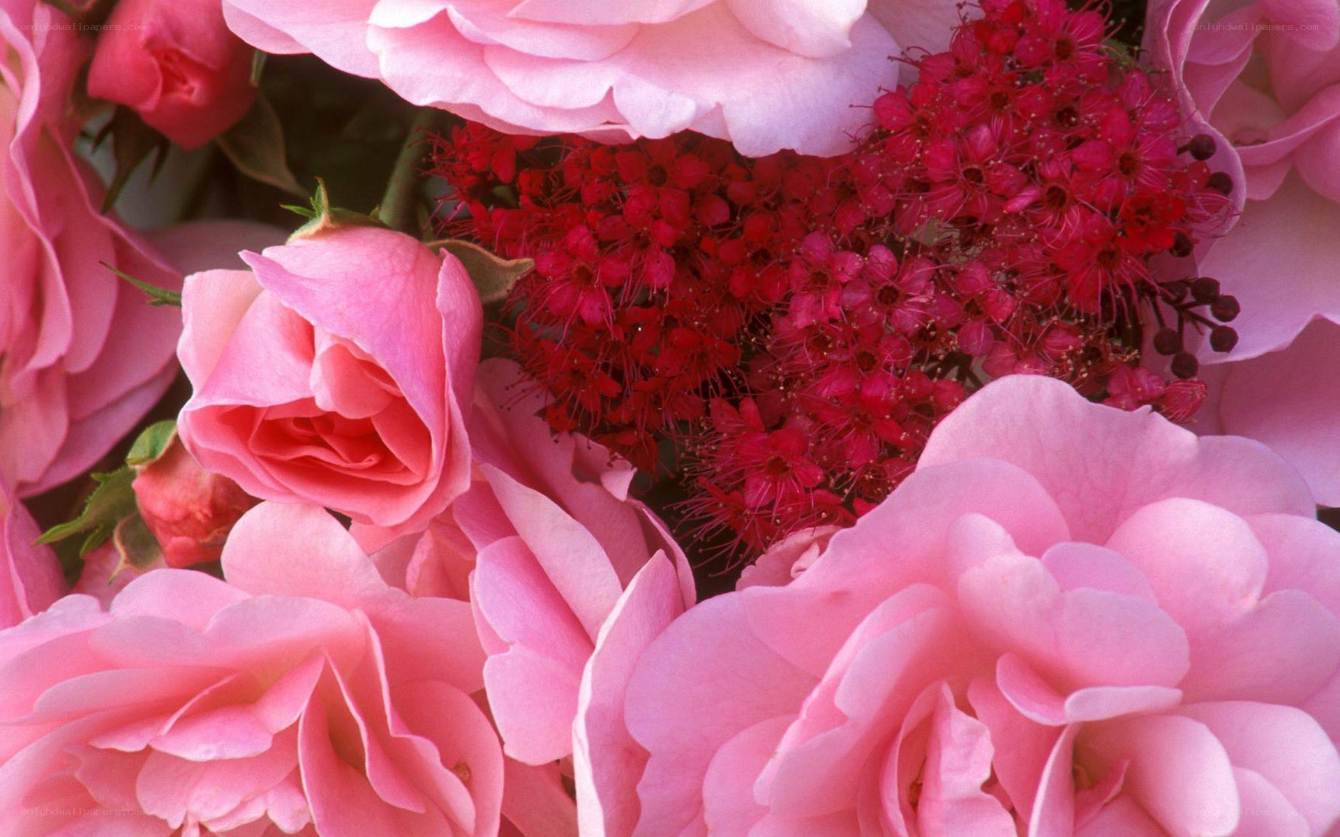 Pink roses with red flowers