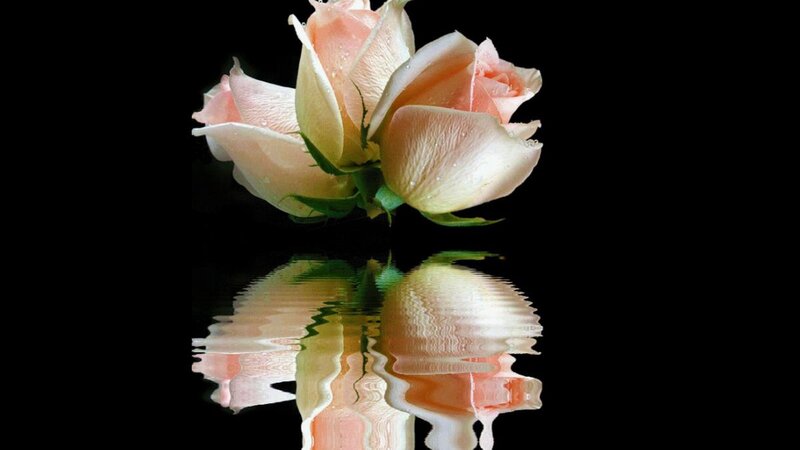 Pink Roses with Reflection — Black