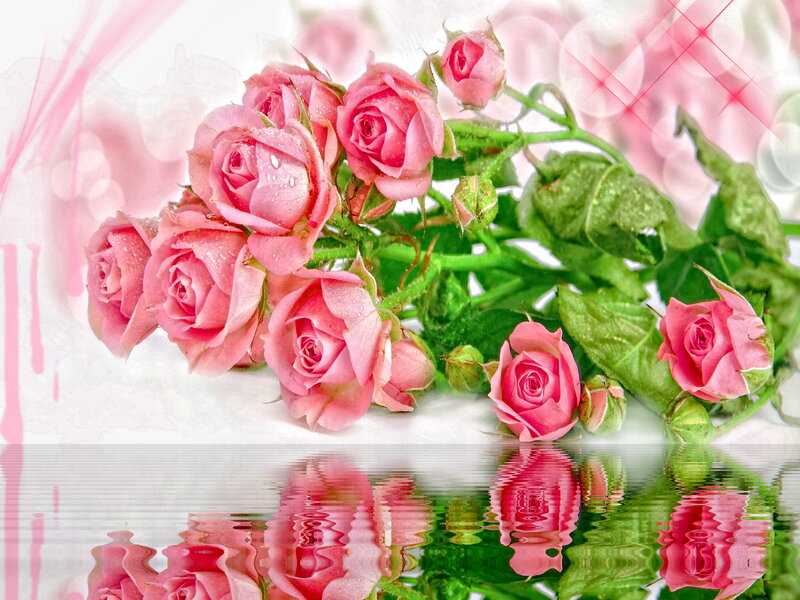 Pink Roses with Reflection