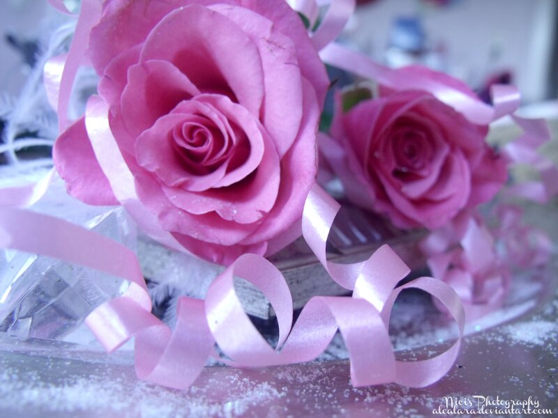 Pink Roses with Ribbon — Romantic