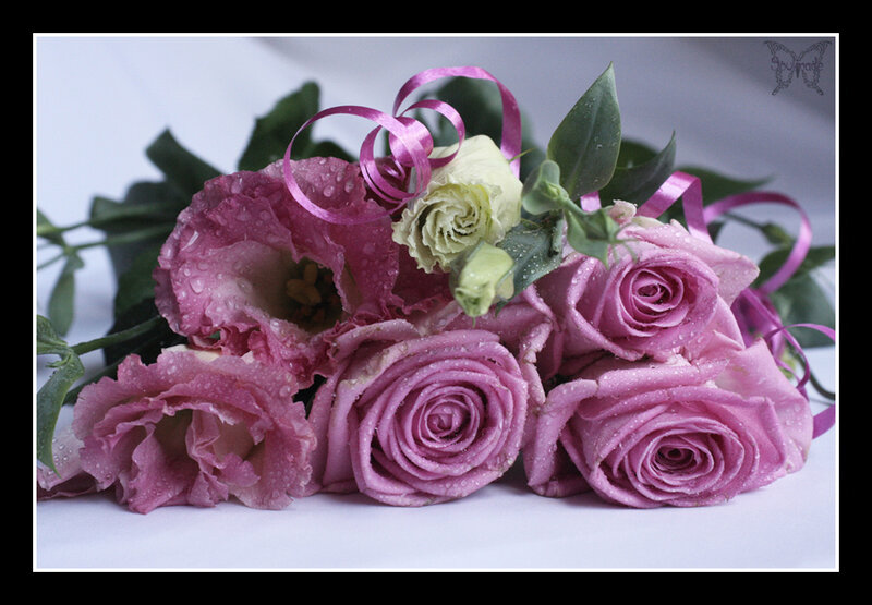 Pink Roses with Ribbon — Serene