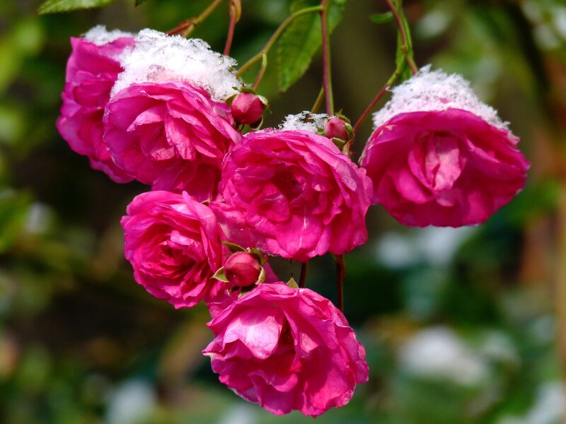 Pink Roses with Snow