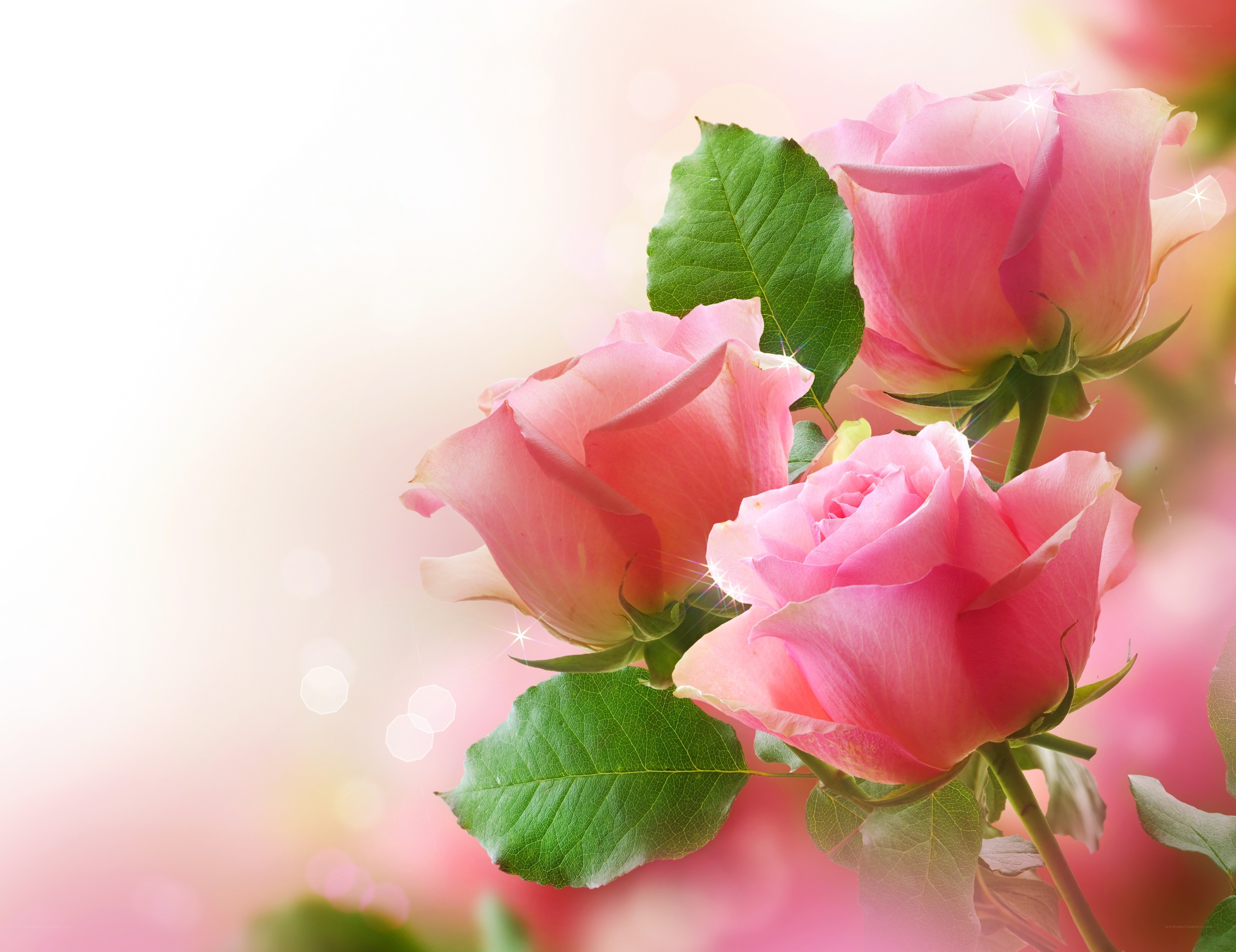Pink roses with sparkles