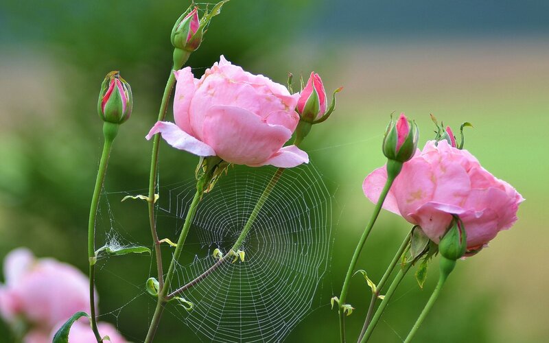 Pink Roses with Spiderweb — Serene