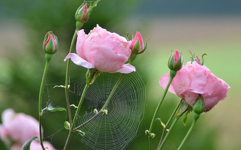 Pink Roses with Spiderweb