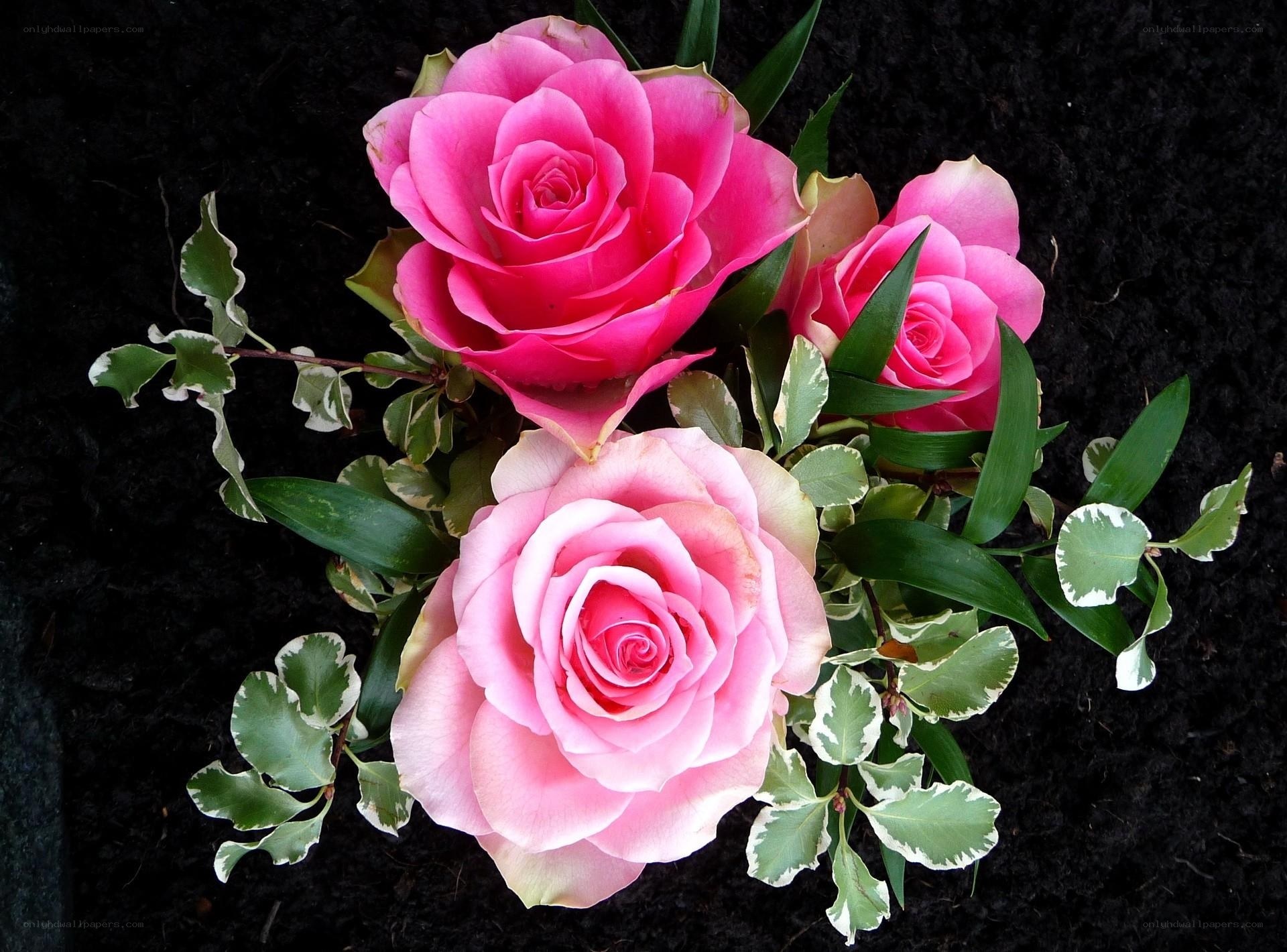 Pink roses with variegated leaves