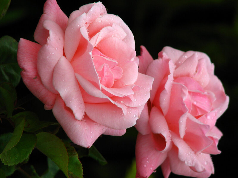 Pink roses with water droplets